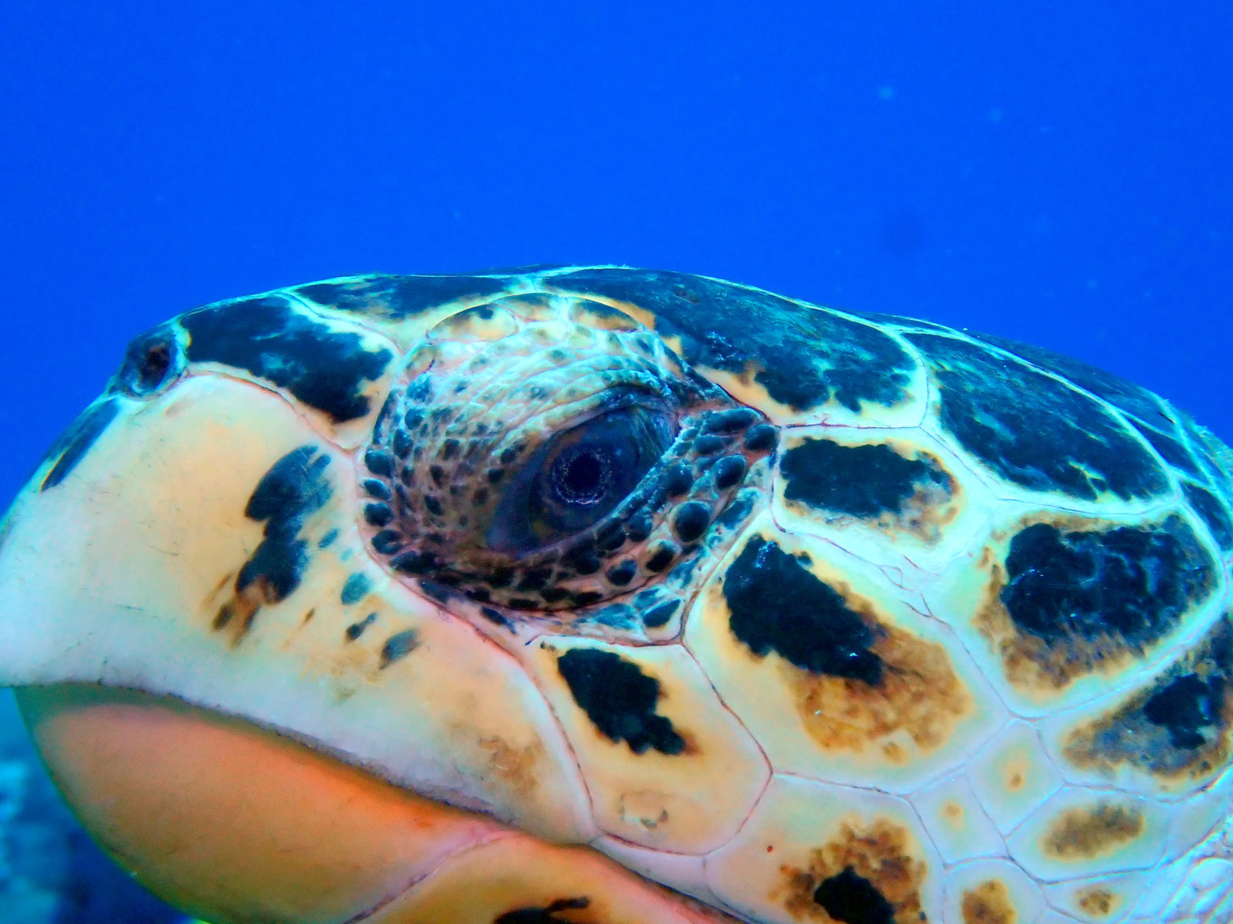 Cozumel underwater photograph, 2023