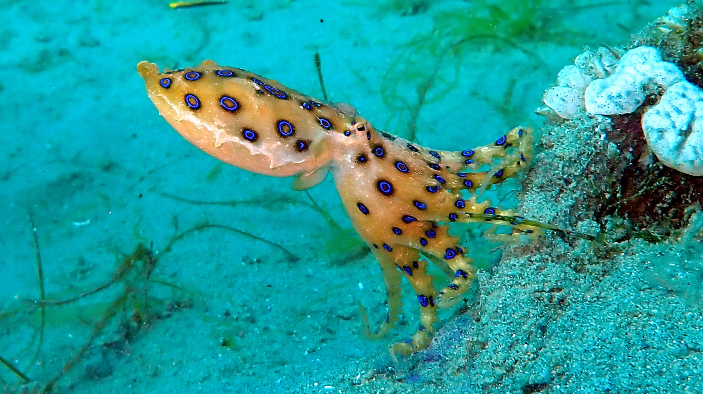Philippines underwater photograph, 2024