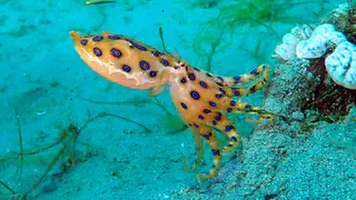Underwater photograph by Joel Bergsma