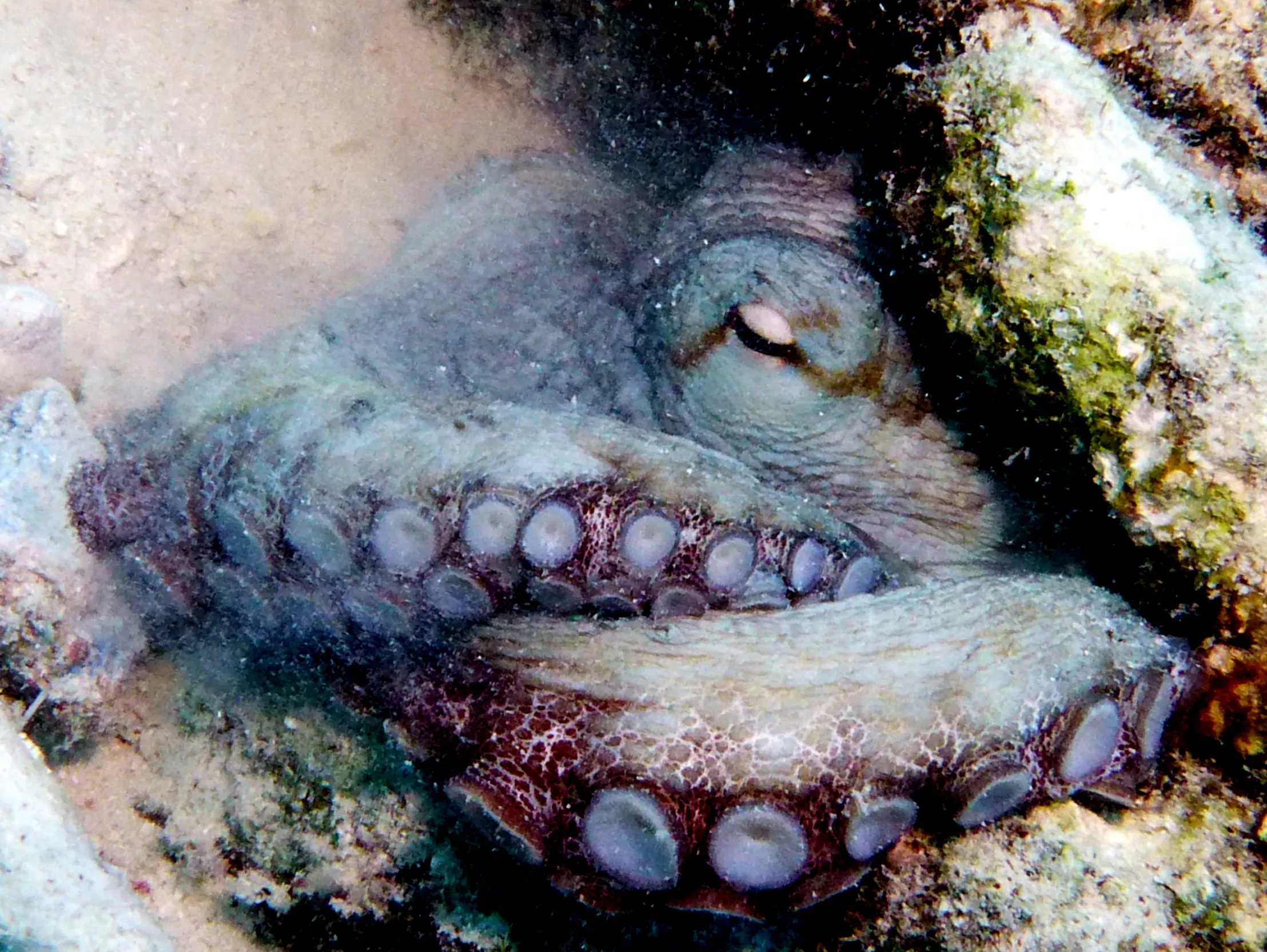 Octopus, Bonaire, 2013
