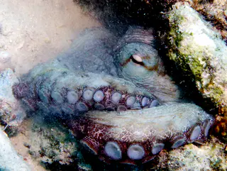 Underwater photograph by Joel Bergsma
