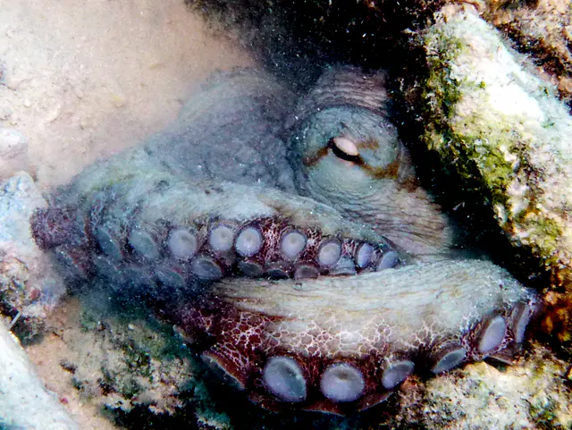 Underwater photograph by Joel Bergsma