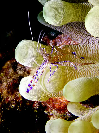 Underwater photograph by Joel Bergsma