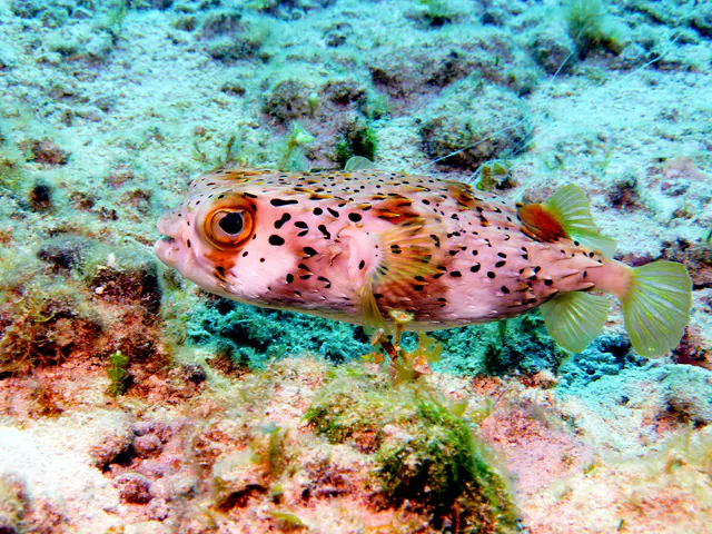 Underwater photograph by Joel Bergsma