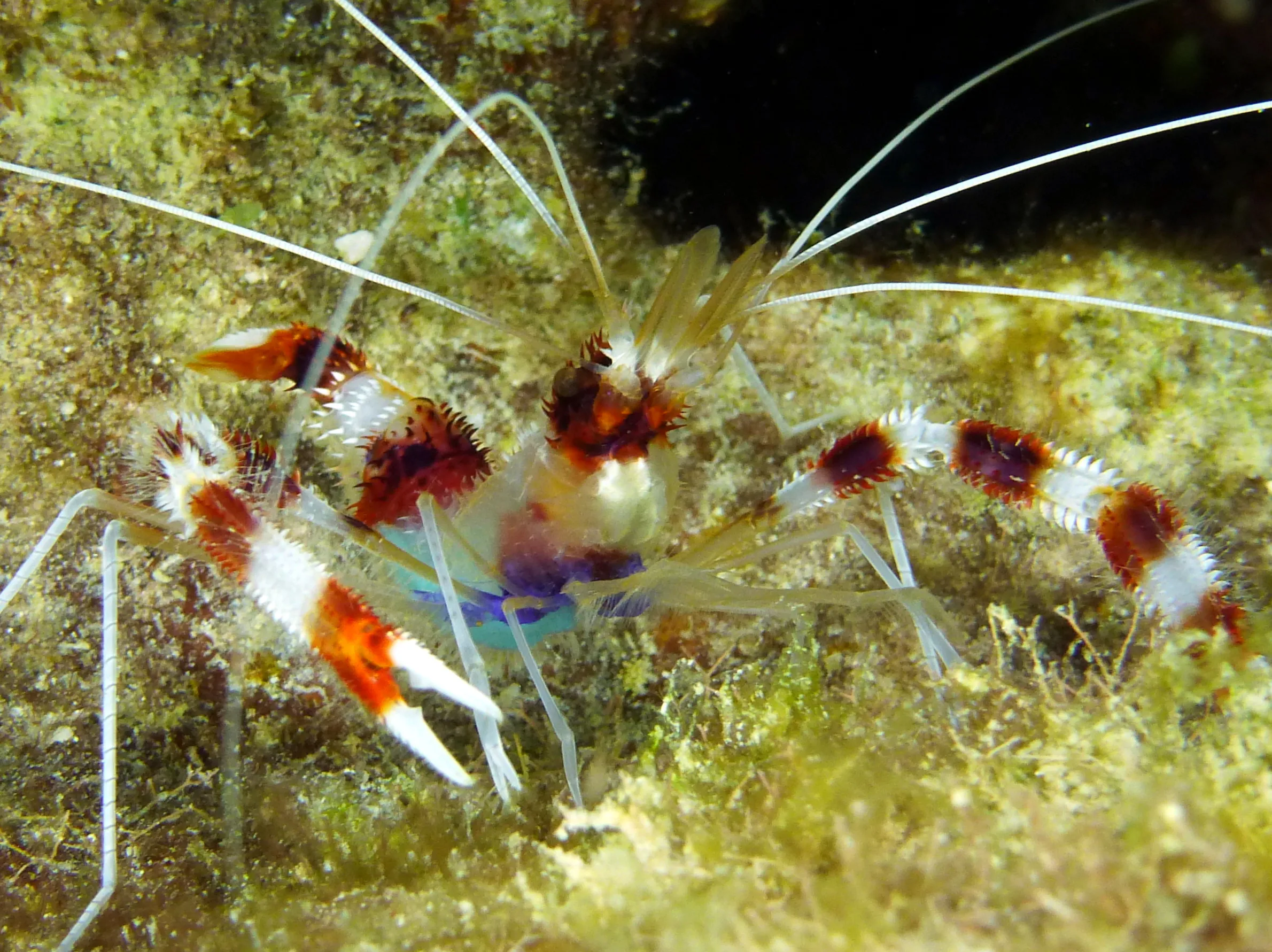 Banded Coral Shrimp, Bonaire, 2015