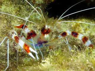Underwater photograph by Joel Bergsma