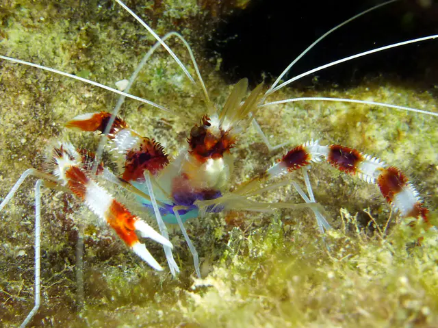 Underwater photograph by Joel Bergsma