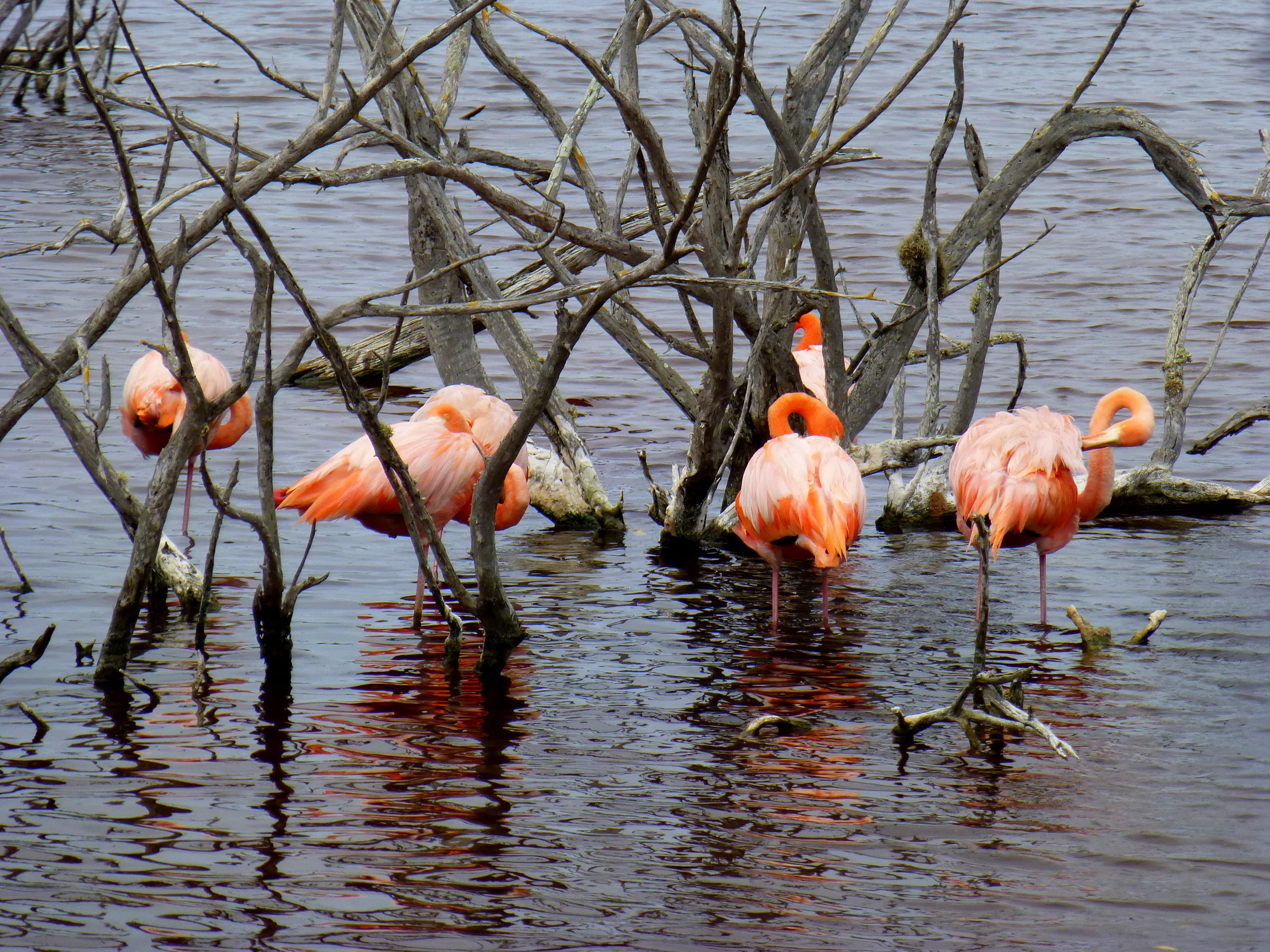 Flamingos in the wild.