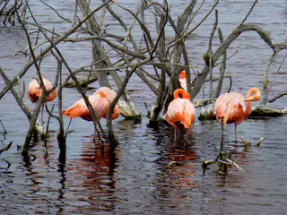 Flamingos in the wild.