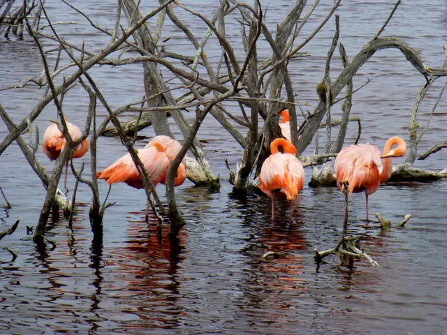 Flamingos in the wild.
