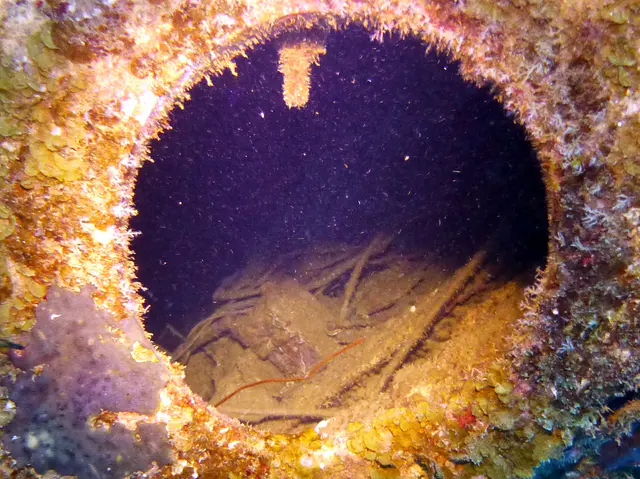 Underwater photograph by Joel Bergsma