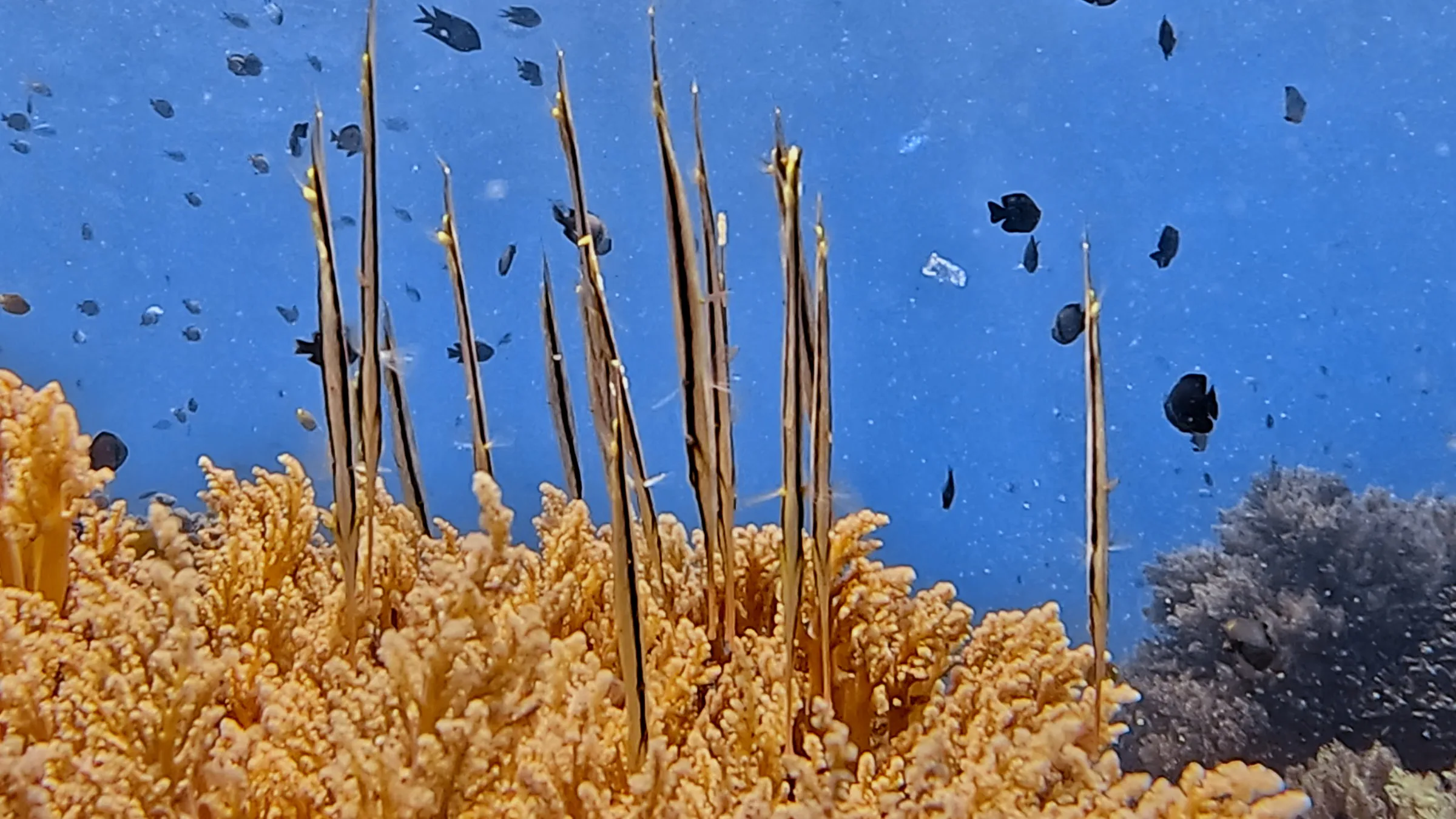 Philippines underwater photograph, 2026