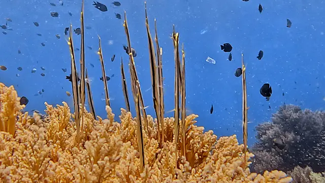 Underwater photograph by Joel Bergsma