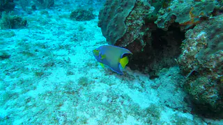 Underwater photograph by Joel Bergsma