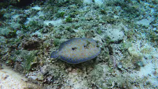 Underwater photograph by Joel Bergsma