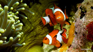 Underwater photograph by Joel Bergsma