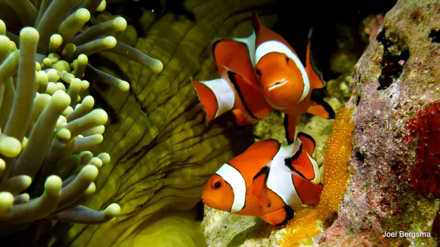 Underwater photograph by Joel Bergsma