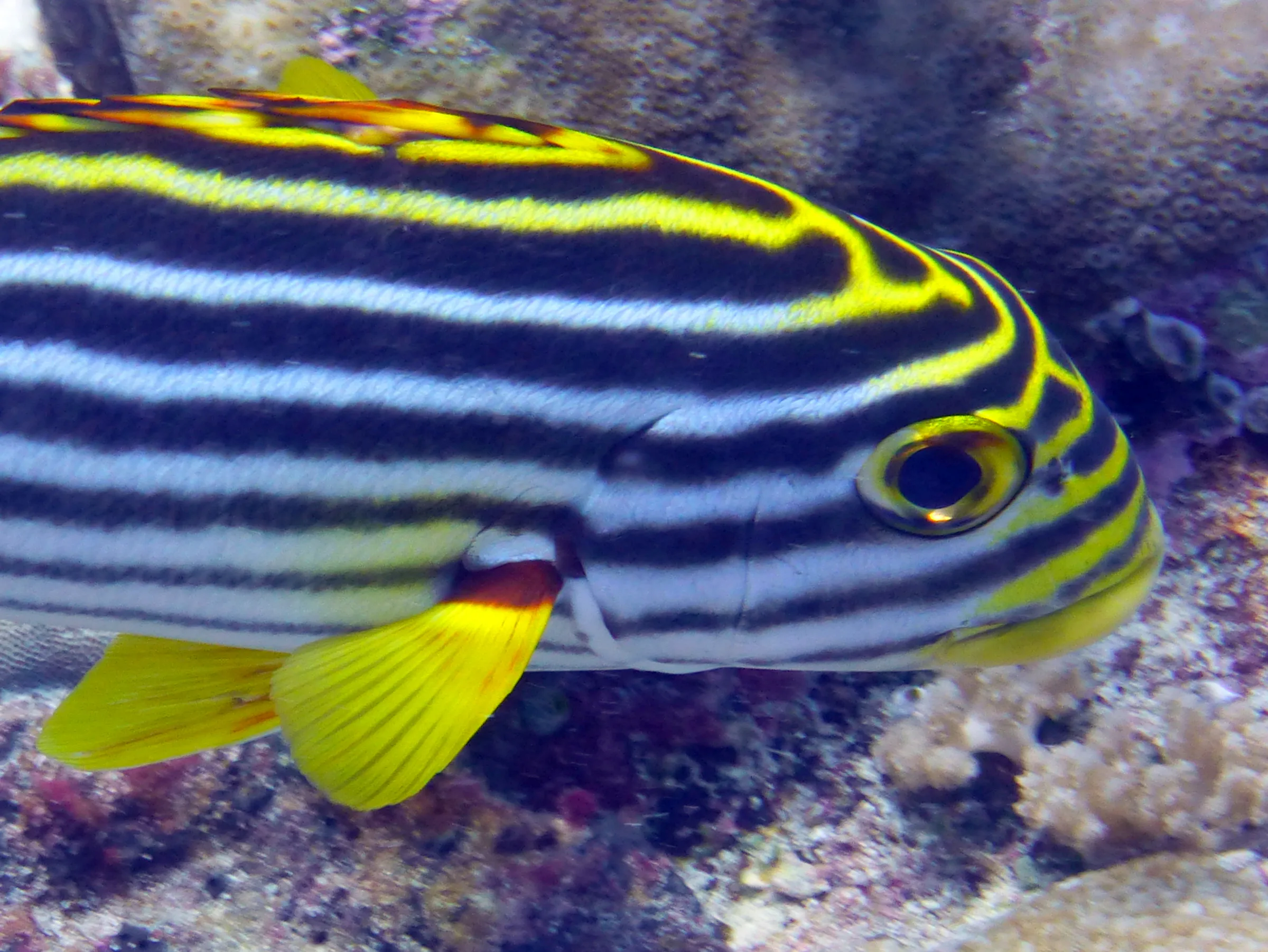 An Oriental Sweetlips. Gerald Allen, et al, Reef Fish Identification - Tropical Pacific (2003), page 170.