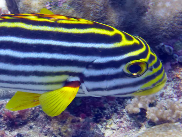 An Oriental Sweetlips.  Gerald Allen, et al, Reef Fish Identification - Tropical Pacific (2003), page 170.