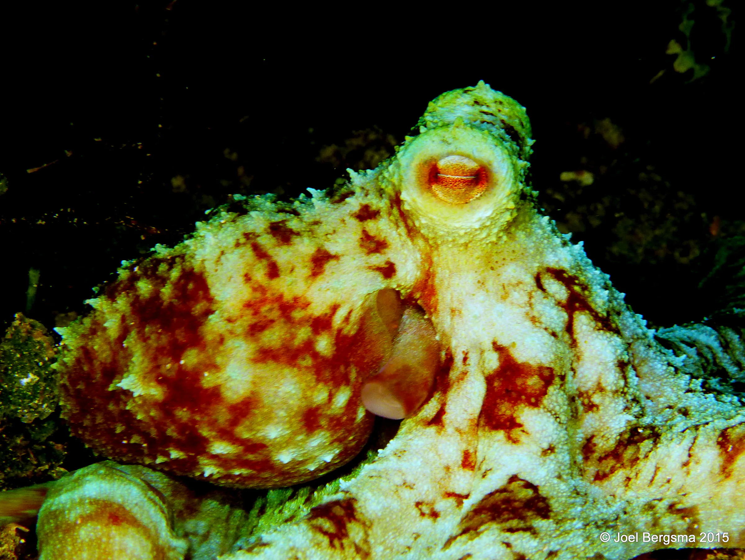 Cozumel underwater photograph, 2015