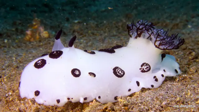 Underwater photograph by Joel Bergsma