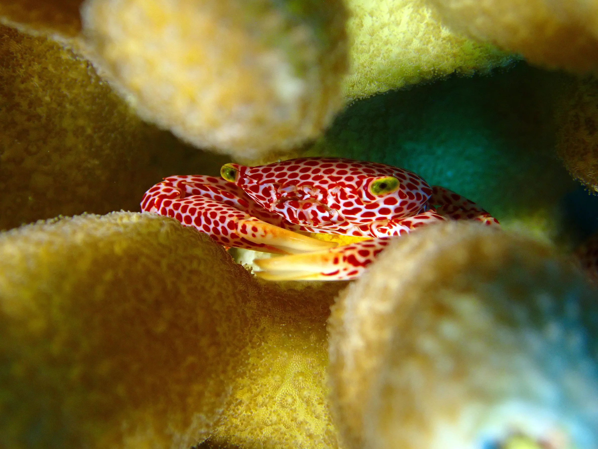 Palau underwater photograph, 2022