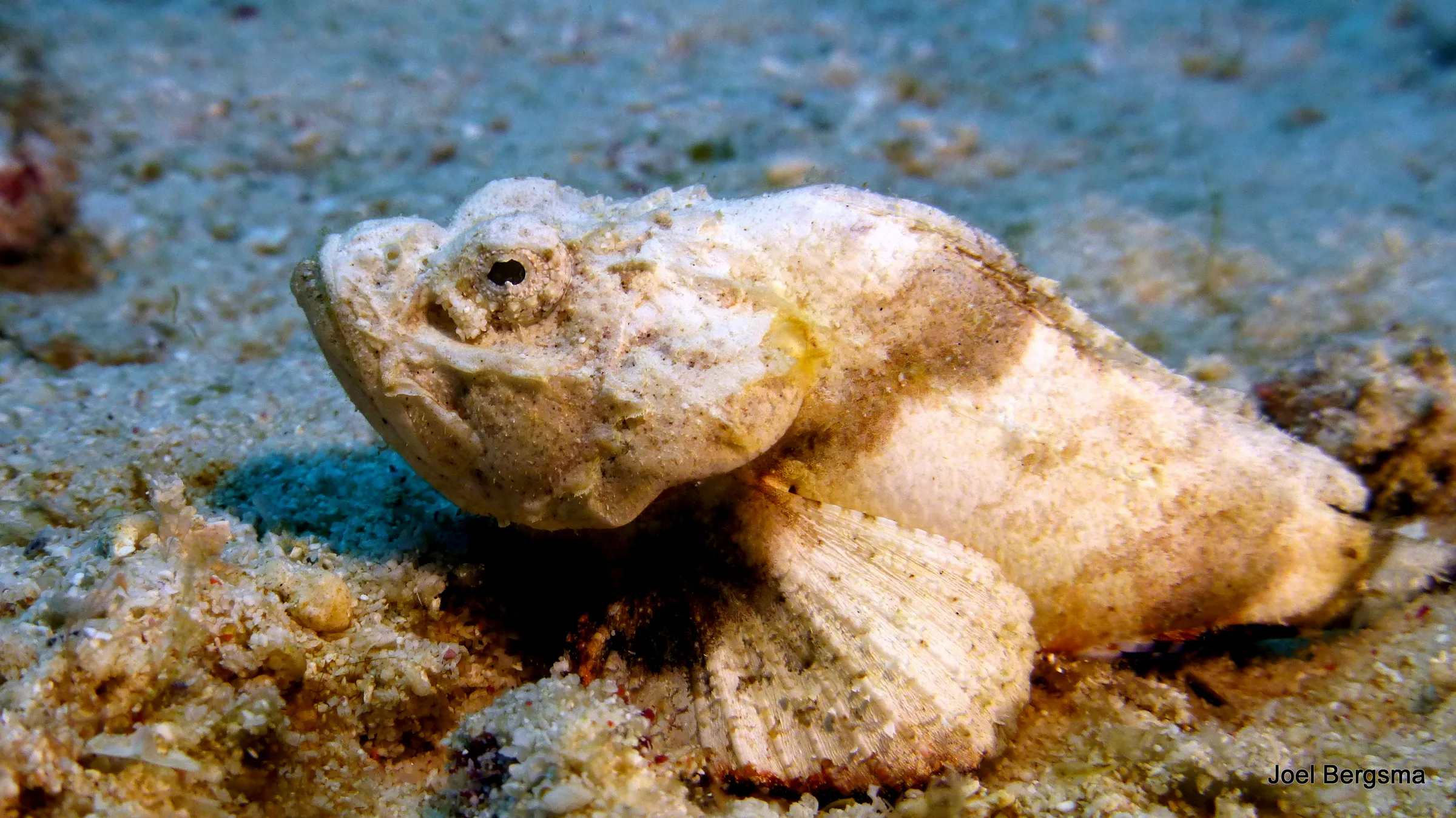 Scorpionfish, Philippines, 2017