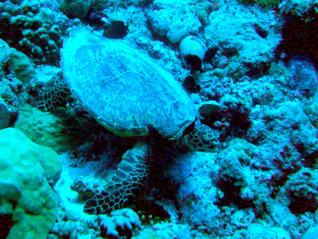 Green Sea Turtle.