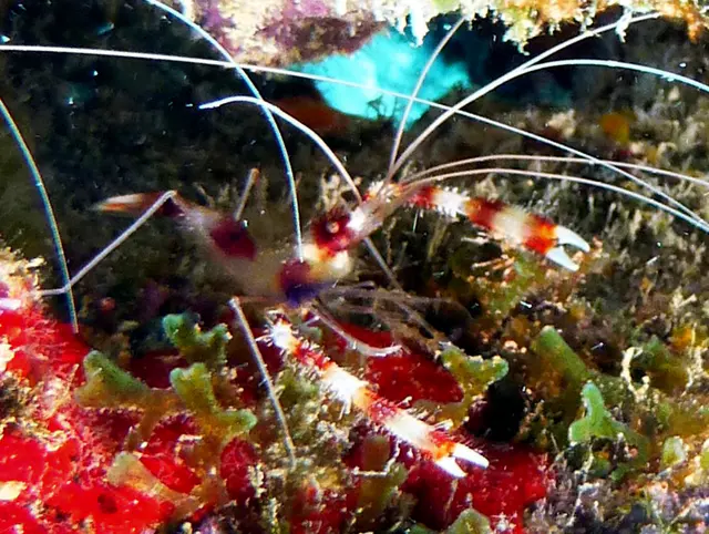 Underwater photograph by Joel Bergsma