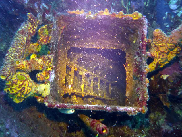 Underwater photograph by Joel Bergsma