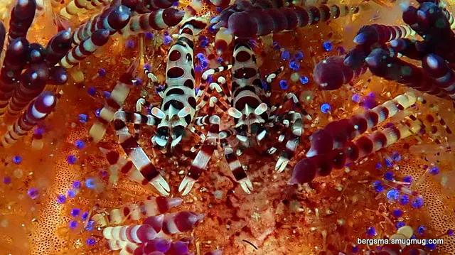Underwater photograph by Joel Bergsma