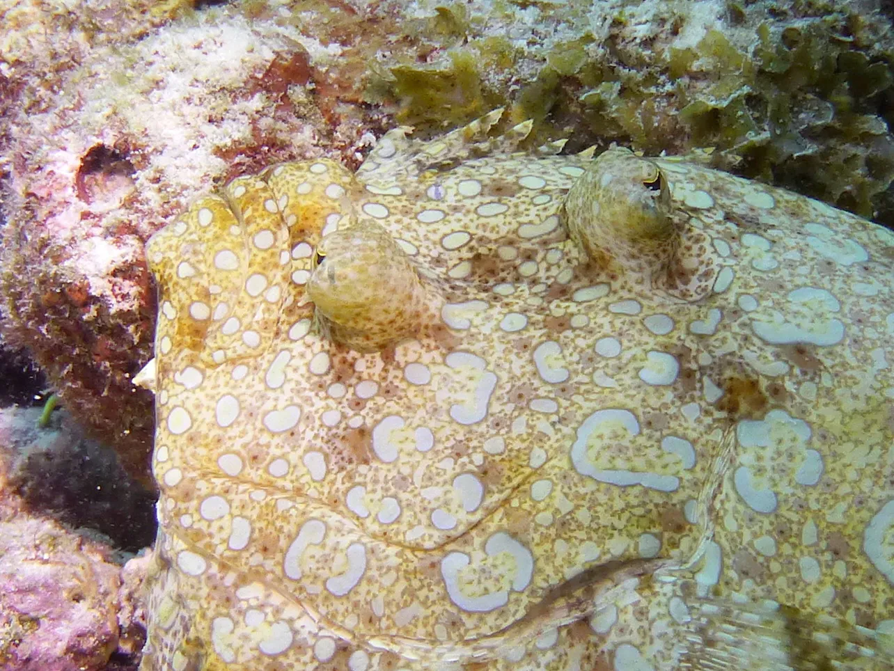 Flounder, Bonaire, 2013