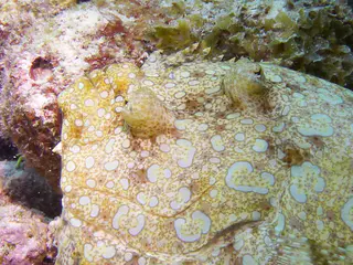 Underwater photograph by Joel Bergsma