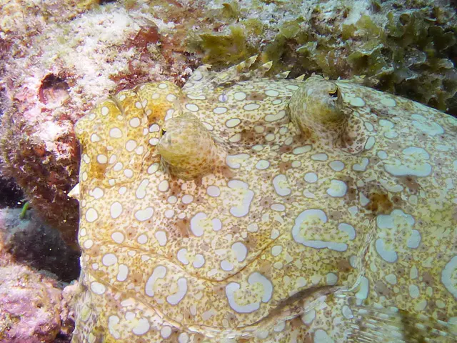 Underwater photograph by Joel Bergsma