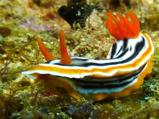 Underwater photograph by Joel Bergsma