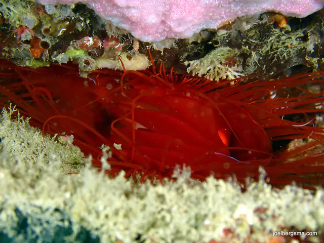 Underwater photograph by Joel Bergsma