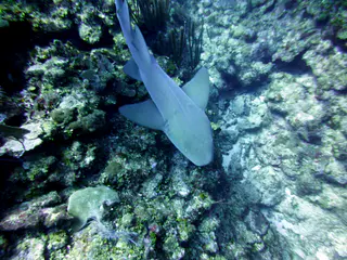 Underwater photograph by Joel Bergsma