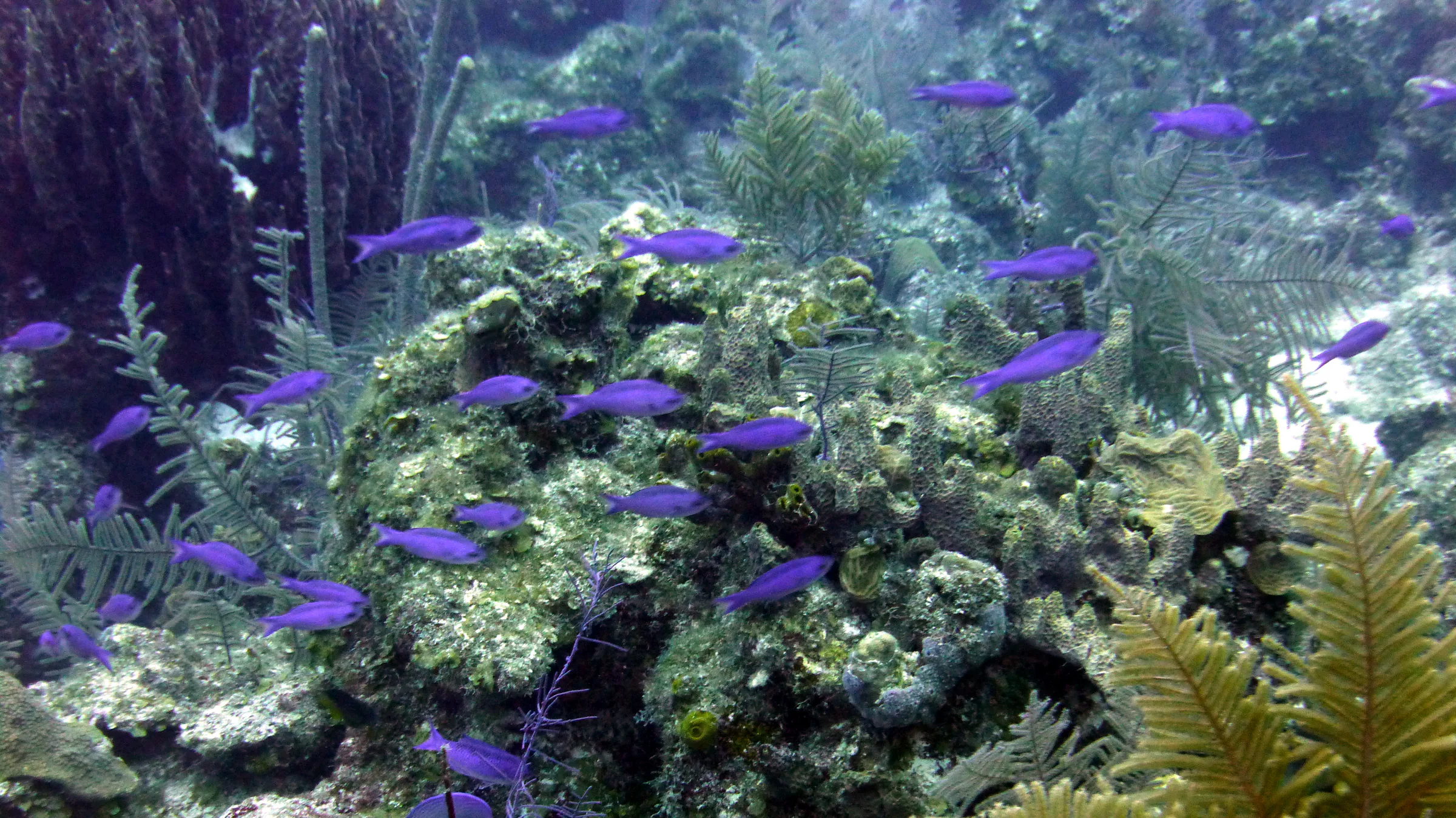 Creole Wrasse, Belize, 2017