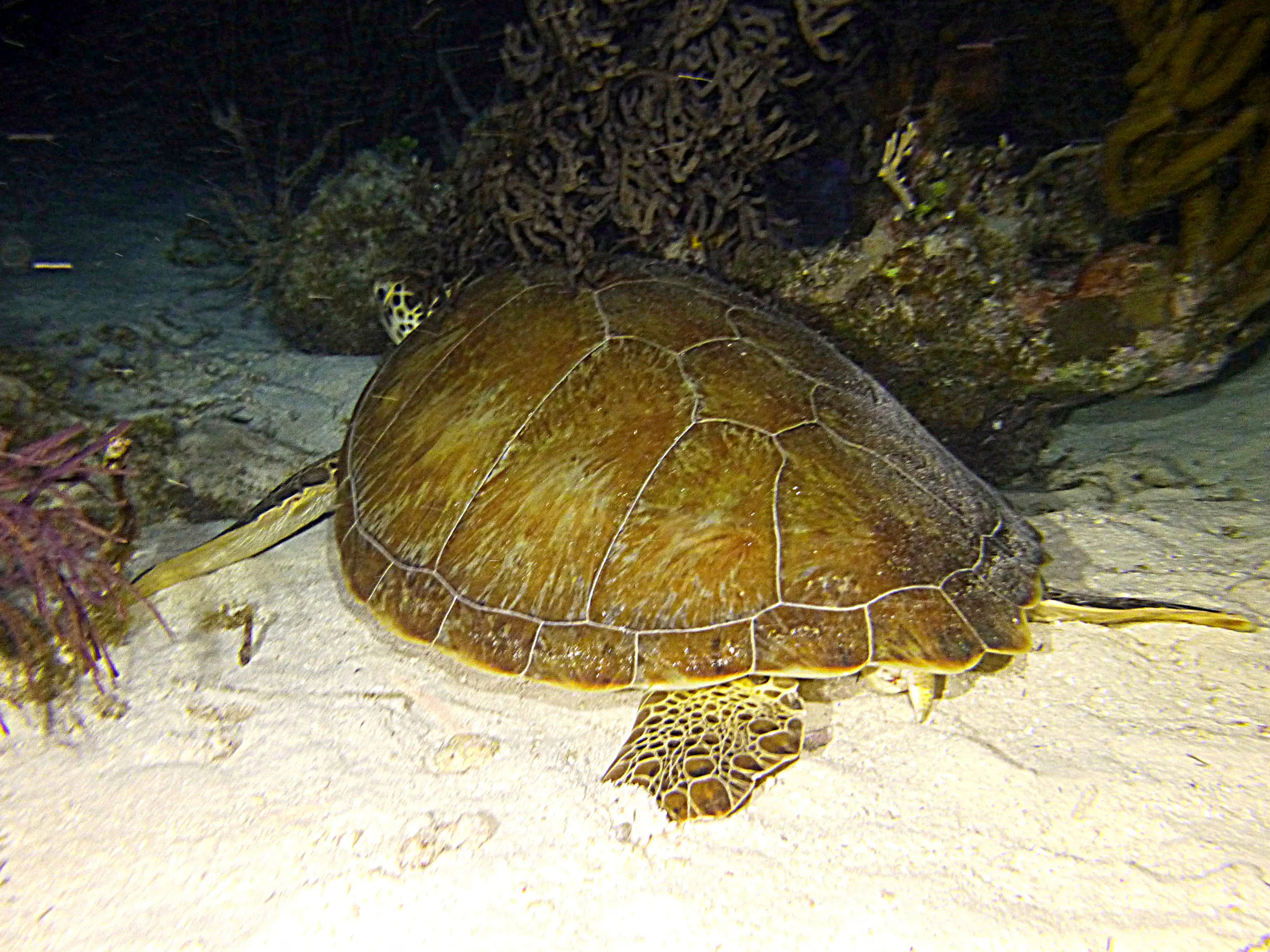 Green Sea Turtle, Belize, 2017