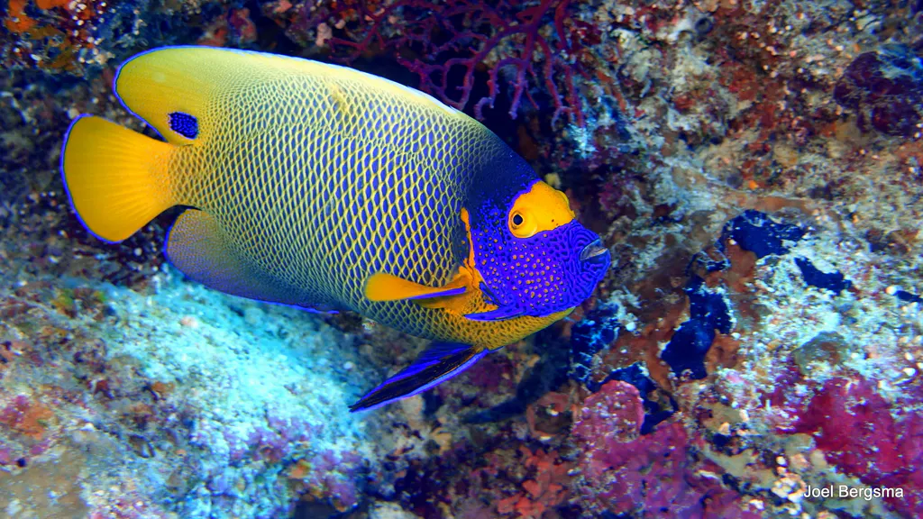 Underwater photograph by Joel Bergsma