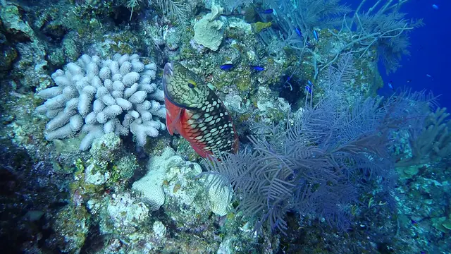 Parrotfish