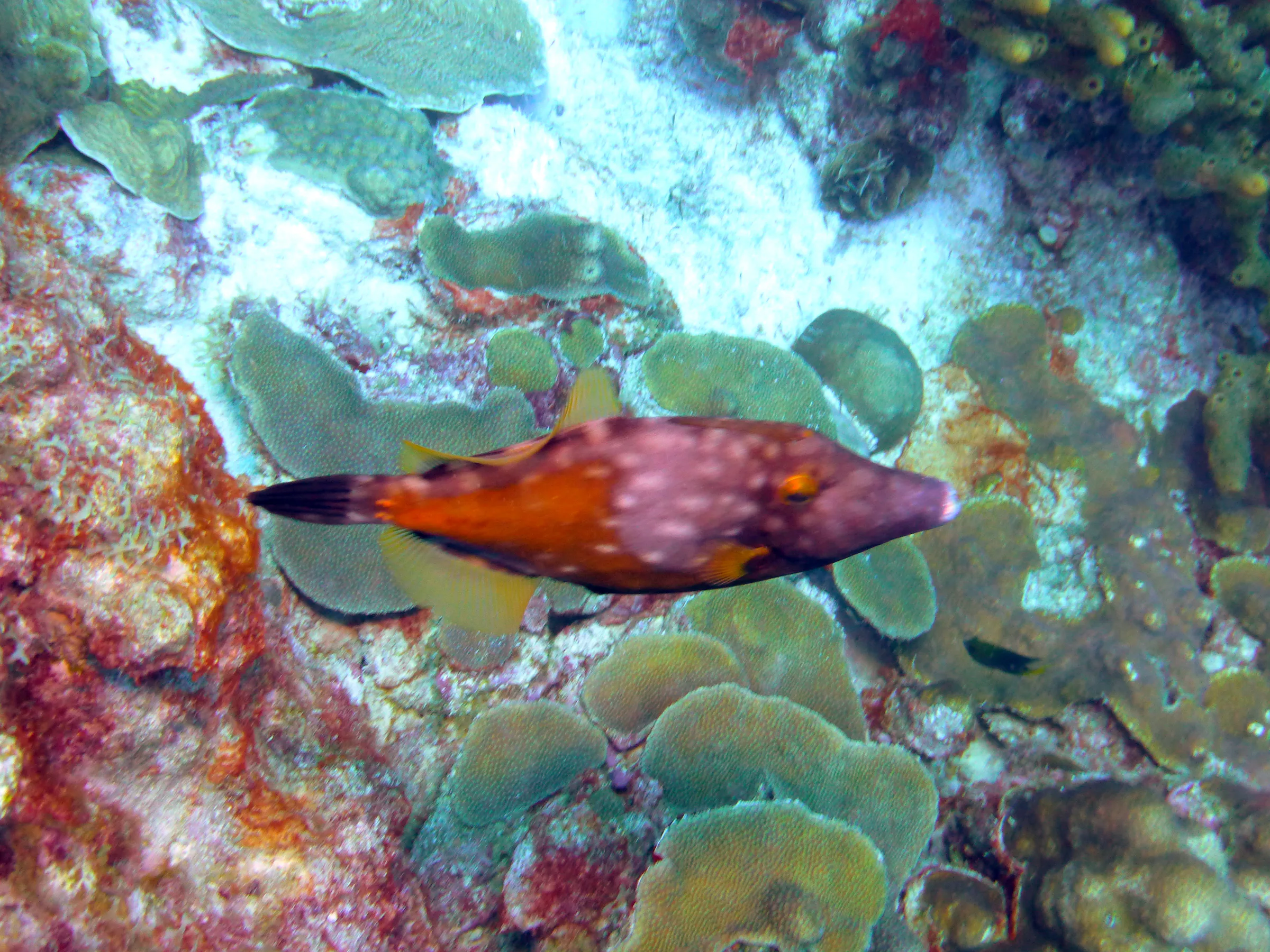 Filefish, Bonaire, 2013