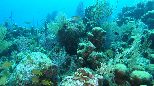 Underwater photograph by Joel Bergsma