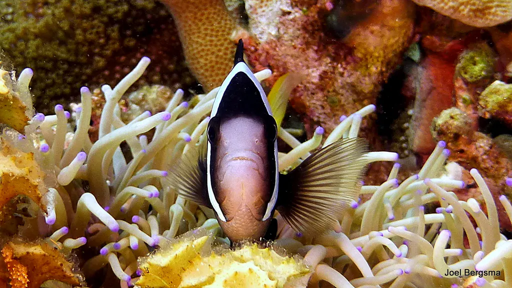 Underwater photograph by Joel Bergsma