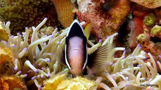 Underwater photograph by Joel Bergsma