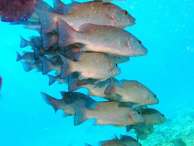 Underwater photograph by Joel Bergsma