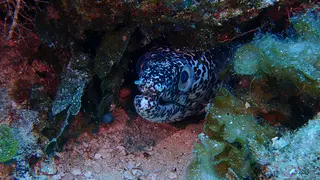 Underwater photograph by Joel Bergsma