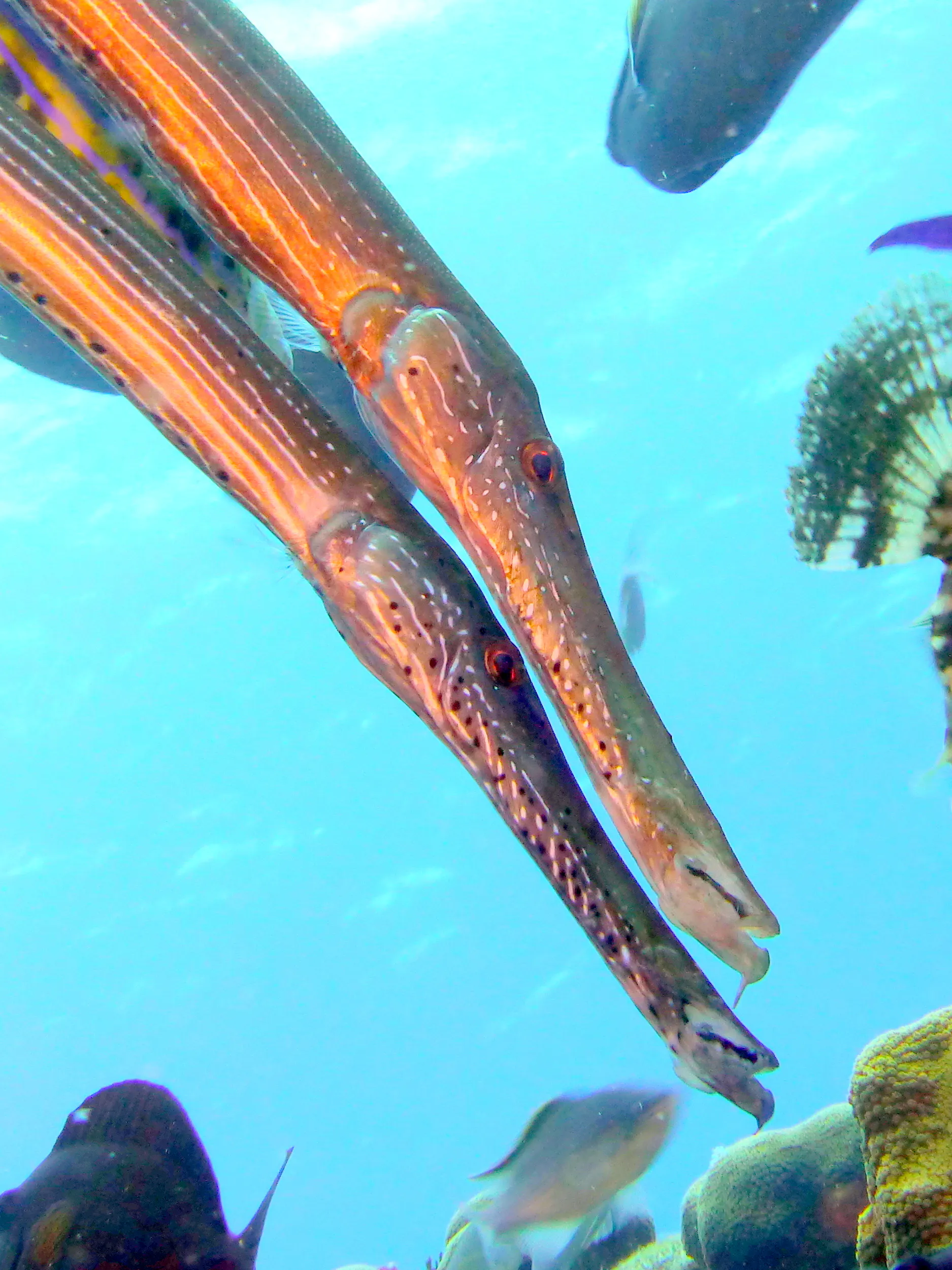 Trumpetfish, Bonaire, 2015