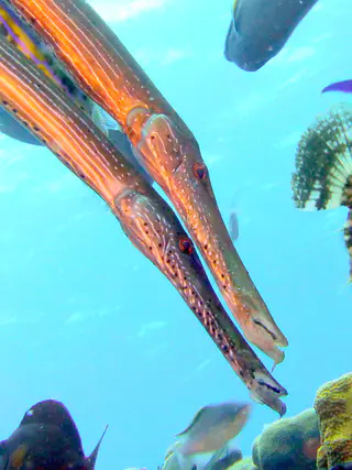 Underwater photograph by Joel Bergsma