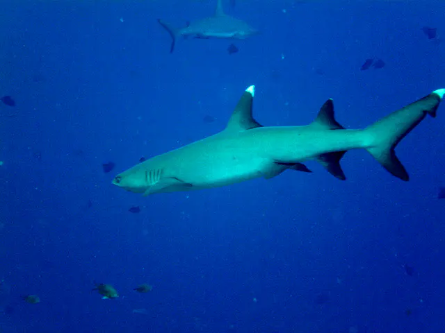 White Tip Shark, a species of reef shark.